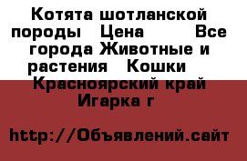 Котята шотланской породы › Цена ­ 40 - Все города Животные и растения » Кошки   . Красноярский край,Игарка г.